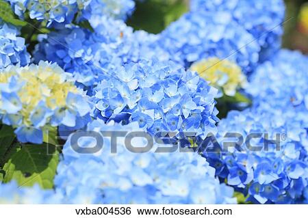 Hydrangea View Large Photo Image Stock Photograph - Hydrangea. Fotosearch