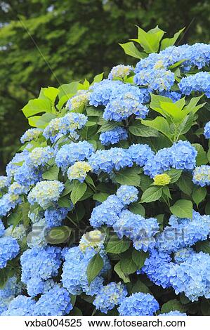 Hydrangea View Large Photo Image Stock Photography - Hydrangea. Fotosearch