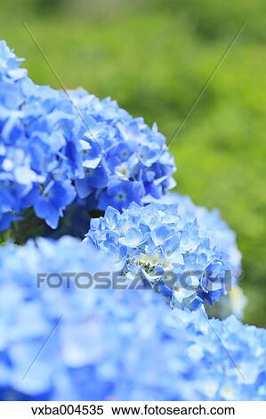 Hydrangea View Large Photo Image Stock Photography - Hydrangea. Fotosearch