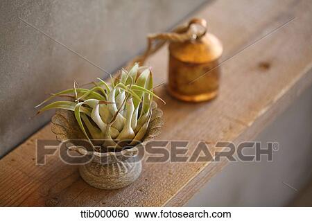 Stock Image - Interior plant. Fotosearch