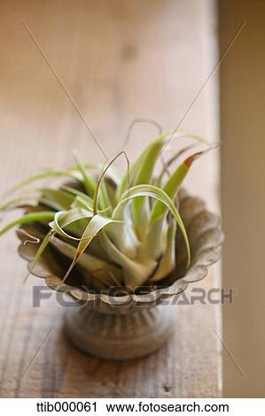 Stock Image - Interior plant. Fotosearch