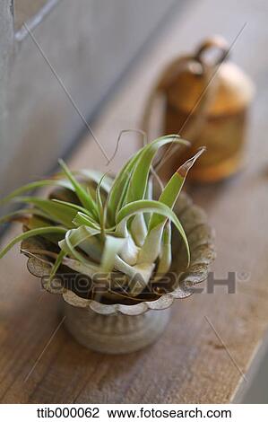 Stock Image - Interior plant. Fotosearch