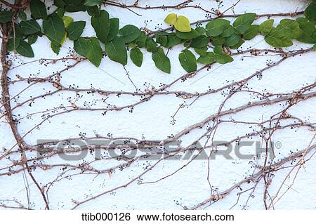 Ivy View Large Photo Image Stock Photograph - Ivy. Fotosearch
