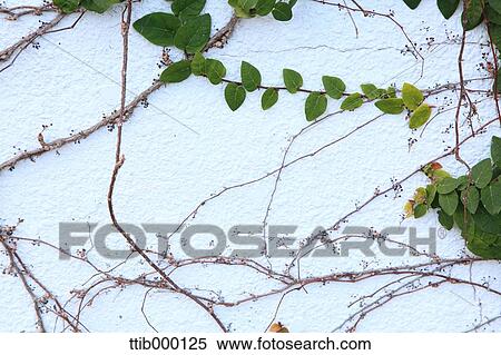 Ivy View Large Photo Image Stock Photography - Ivy. Fotosearch