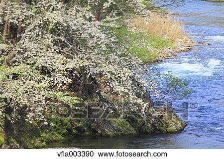 Iwate Prefecture, Japan View Large Photo Image Stock Image - Iwate Prefecture, Japan. Fotosearch