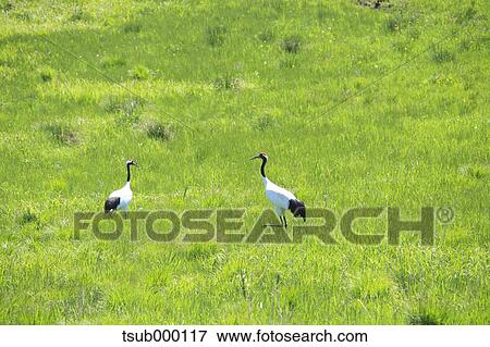Stock Photo - Japanese Cranes. Fotosearch