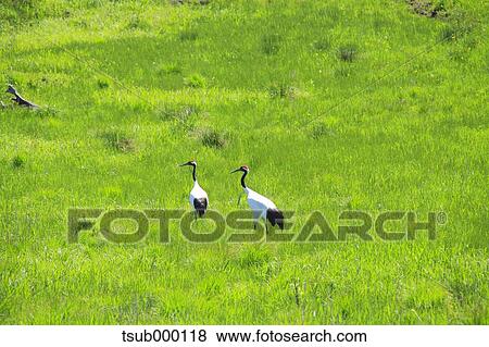 Stock Photo - Japanese Cranes. Fotosearch