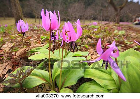 Japanese dog's tooth violet View Large Photo Image Stock Image - Japanese dog's tooth violet. Fotosearch