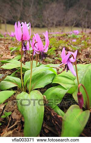 Japanese dog's tooth violet View Large Photo Image Stock Image - Japanese dog's tooth violet. Fotosearch