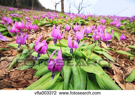 Japanese dog's tooth violet View Large Photo Image Stock Image - Japanese dog's tooth violet. Fotosearch