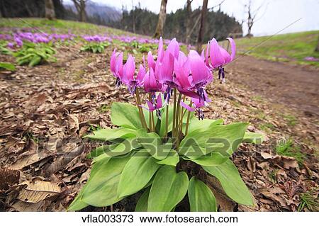 Japanese dog's tooth violet View Large Photo Image Stock Image - Japanese dog's tooth violet. Fotosearch