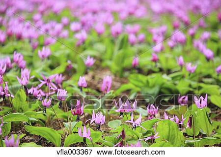 Japanese dog's tooth violet View Large Photo Image Stock Photo - Japanese dog's tooth violet. Fotosearch