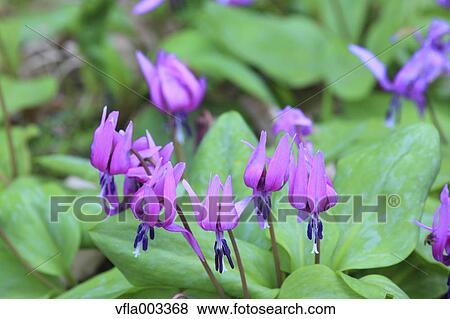 Japanese dog's tooth violet View Large Photo Image Stock Photo - Japanese dog's tooth violet. Fotosearch