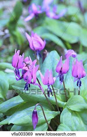 Stock Photo - Japanese dog's tooth violet. Fotosearch