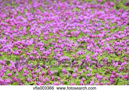 Japanese dog's tooth violet View Large Photo Image Stock Photograph - Japanese dog's tooth violet. Fotosearch