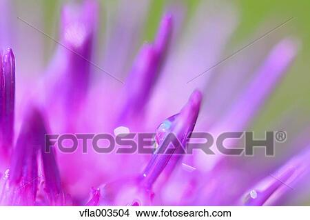 Picture - Japanese Thistle. Fotosearch
