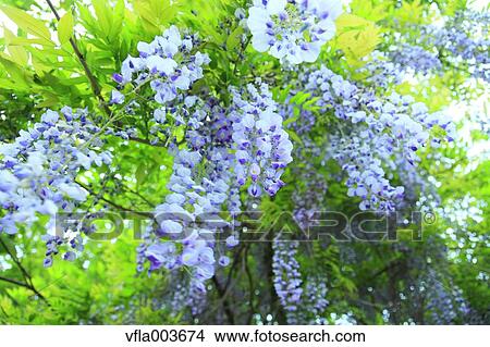 Japanese Wisteria View Large Photo Image Picture - Japanese Wisteria. Fotosearch