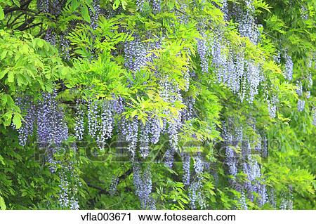 Japanese Wisteria View Large Photo Image Stock Image - Japanese Wisteria. Fotosearch