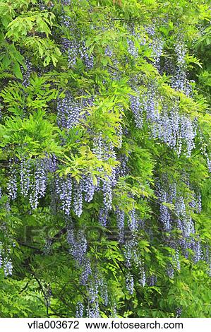 Japanese Wisteria View Large Photo Image Stock Image - Japanese Wisteria. Fotosearch