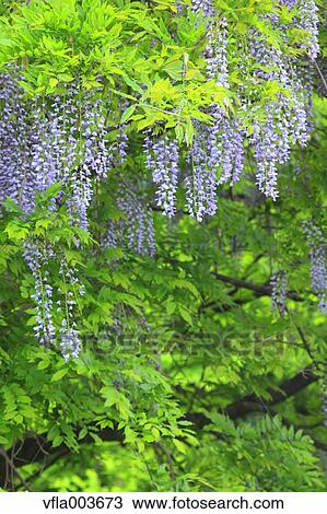 Stock Image - Japanese Wisteria. Fotosearch