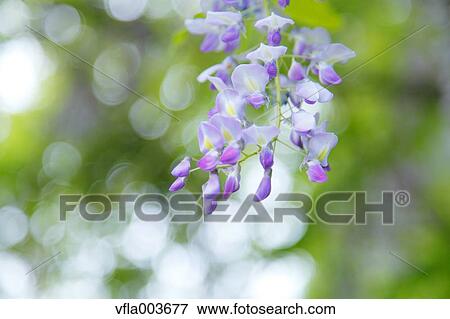 Japanese Wisteria View Large Photo Image Stock Photo - Japanese Wisteria. Fotosearch