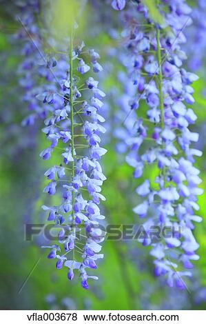 Japanese Wisteria View Large Photo Image Stock Photo - Japanese Wisteria. Fotosearch