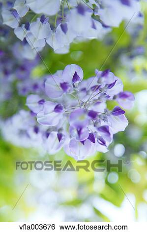 Japanese Wisteria View Large Photo Image Stock Photograph - Japanese Wisteria. Fotosearch