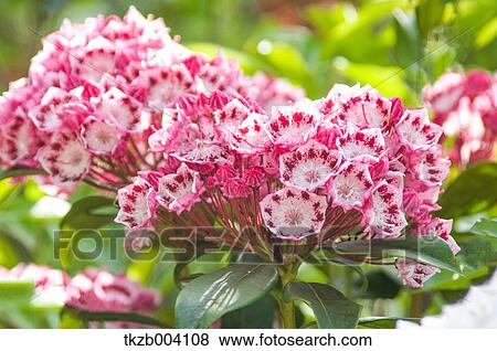 Kalmia View Large Photo Image Stock Photo - Kalmia. Fotosearch