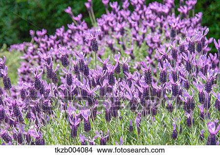 Picture - Lavender field. Fotosearch