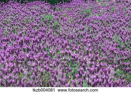 Lavender field View Large Photo Image Stock Image - Lavender field. Fotosearch