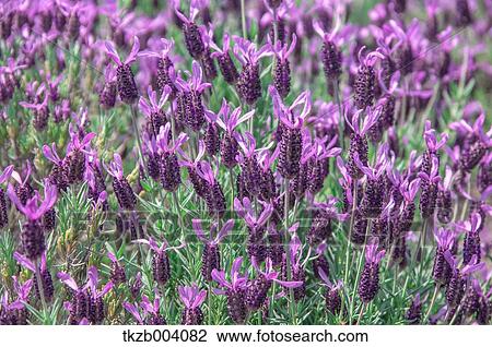 Lavender field View Large Photo Image Stock Image - Lavender field. Fotosearch