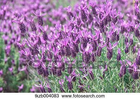 Lavender field View Large Photo Image Stock Image - Lavender field. Fotosearch