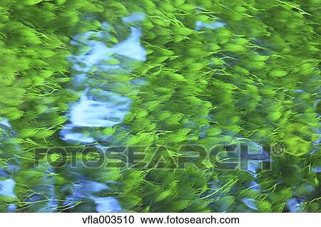 Stock Image - Leaves and water stream. Fotosearch