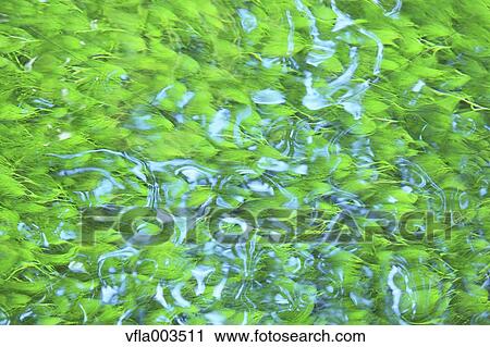 Leaves and water stream View Large Photo Image Stock Image - Leaves and water stream. Fotosearch