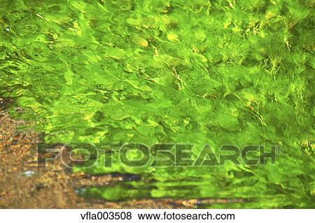 Leaves and water stream View Large Photo Image Stock Photo - Leaves and water stream. Fotosearch