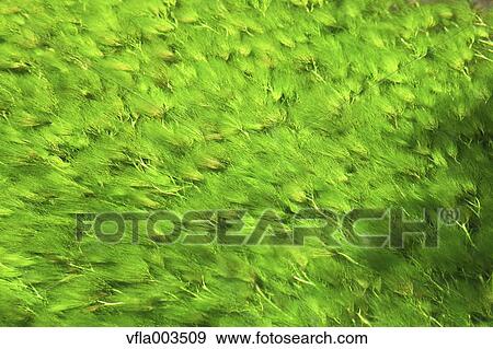 Stock Photo - Leaves and water stream. Fotosearch