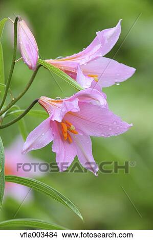 Lilium Rubellum View Large Photo Image Picture - Lilium Rubellum. Fotosearch
