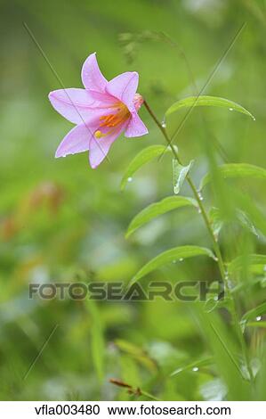 Lilium Rubellum View Large Photo Image Stock Image - Lilium Rubellum. Fotosearch