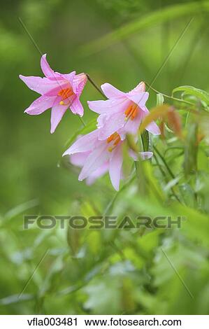 Stock Image - Lilium Rubellum. Fotosearch