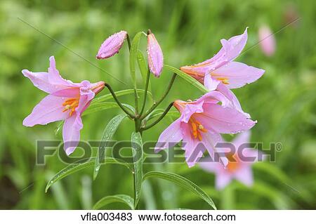 Lilium Rubellum View Large Photo Image Stock Image - Lilium Rubellum. Fotosearch