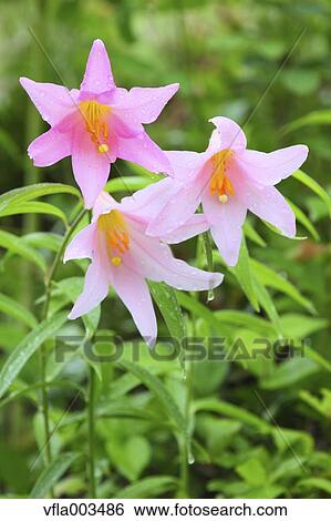 Stock Photograph - Lilium Rubellum. Fotosearch