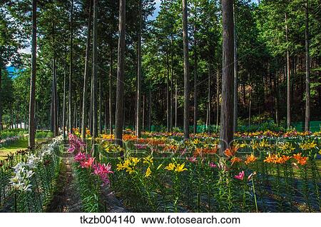 Lily garden View Large Photo Image Stock Image - Lily garden. Fotosearch