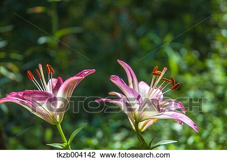 Stock Image - Lily garden. Fotosearch