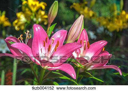 Lily garden View Large Photo Image Stock Image - Lily garden. Fotosearch