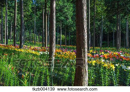 Stock Photo - Lily garden. Fotosearch
