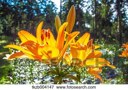 Stock Photo - Lily garden. Fotosearch