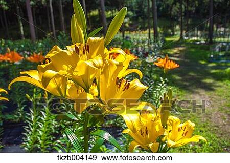 Lily garden View Large Photo Image Stock Photo - Lily garden. Fotosearch