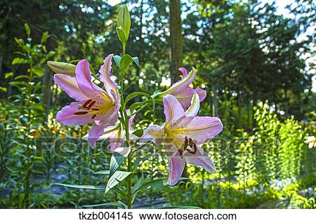 Lily garden View Large Photo Image Stock Photography - Lily garden. Fotosearch