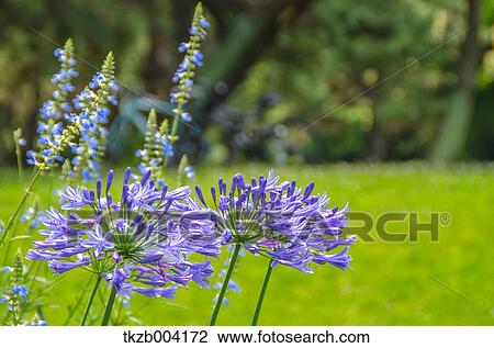 Stock Image - Lily Of The Nile. Fotosearch