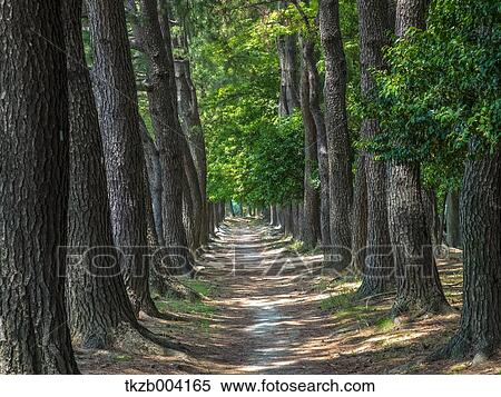 Stock Photography - Lined pine trees. Fotosearch